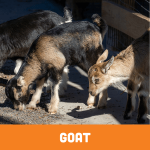 Goats