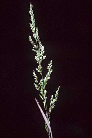 Prairie Wedgescale