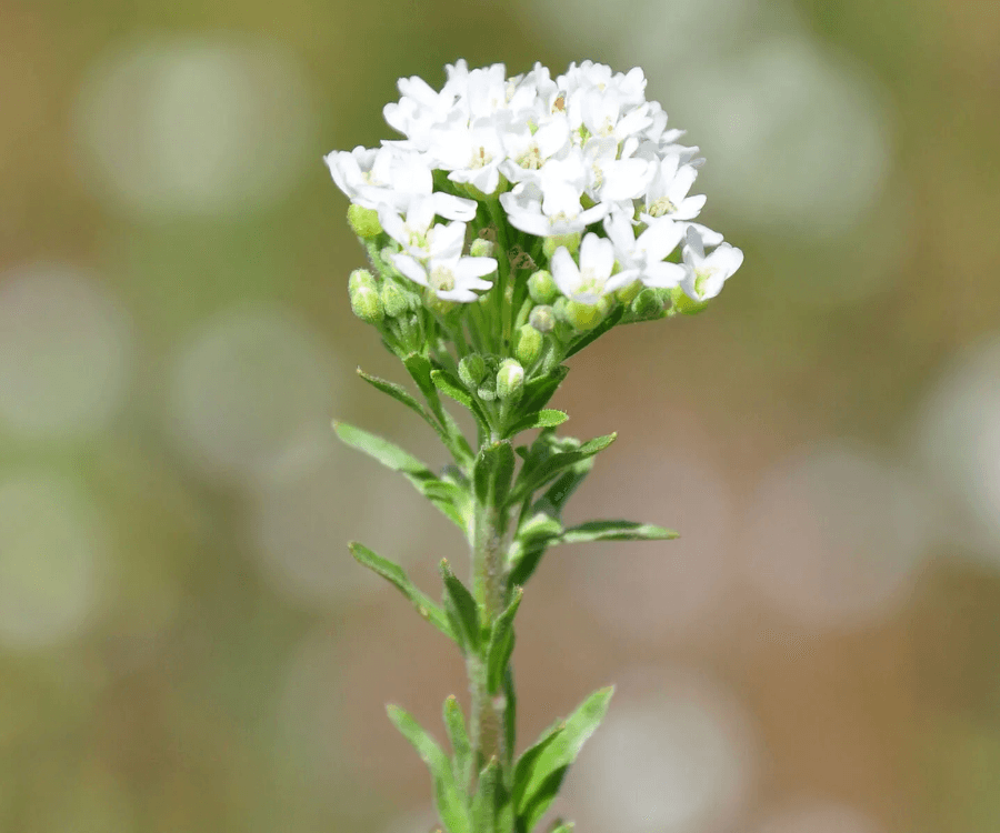 Hoary Alyssum
