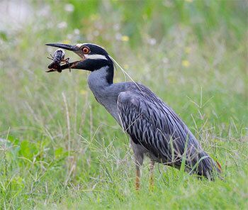 Yellow-crowned Night-Heron