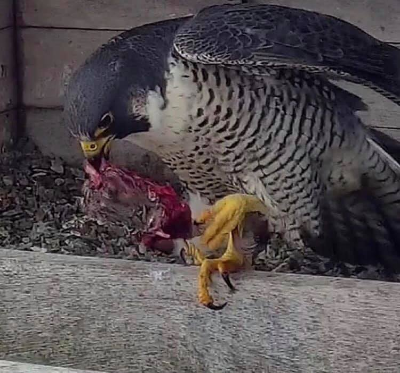 Providence Peregrine Cam