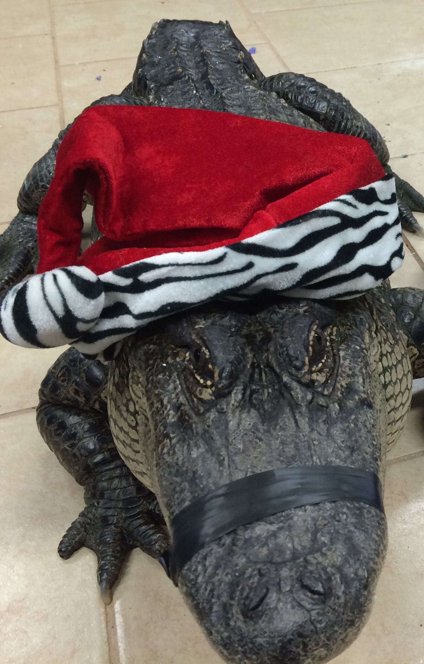 1PM Special Croc Holiday Tour