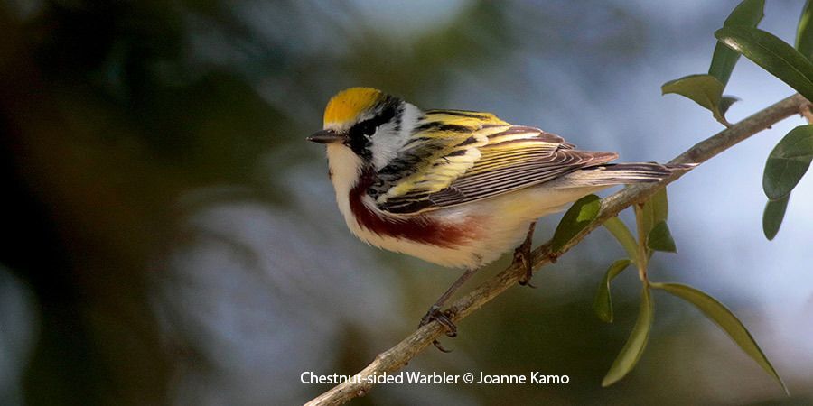 Chestnut-sided Warbler