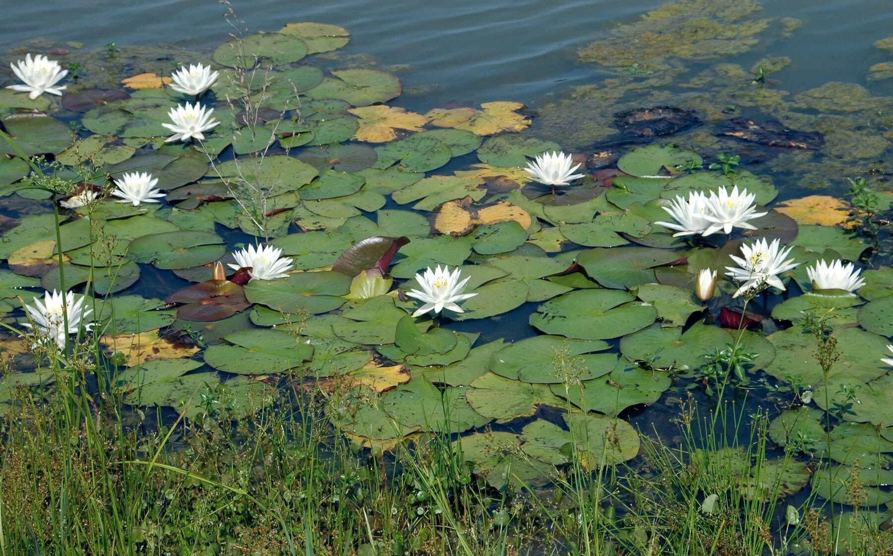 Fragrant water lily