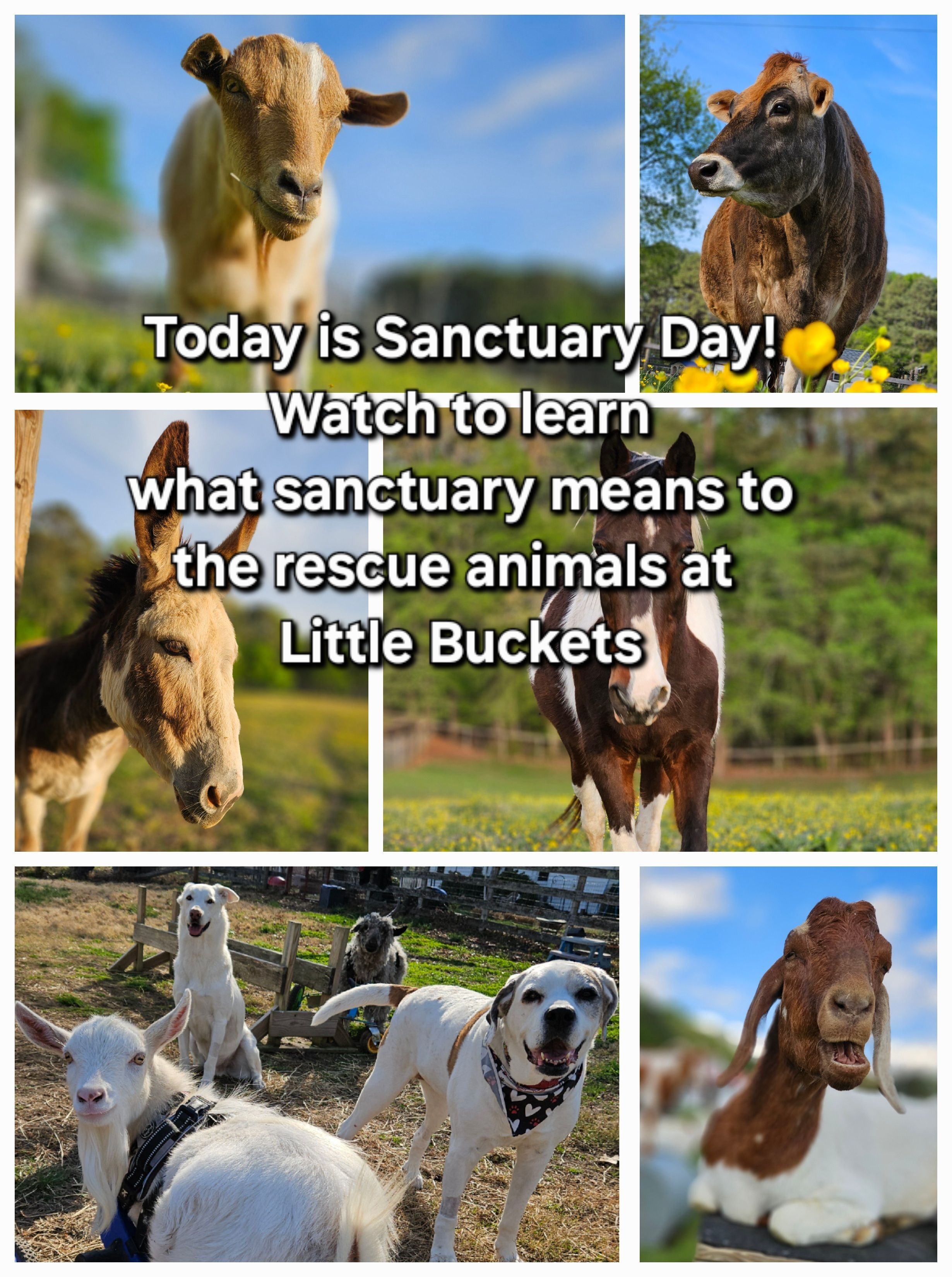 Collage of Rescue Animals, Goats, Donkey, Cow, Horse, Dog
