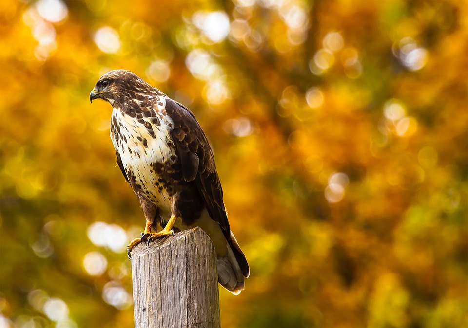 Spotting Hawks this Fall