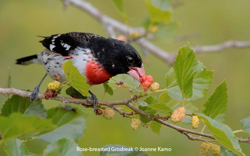 Rose-breasted Grosbeak