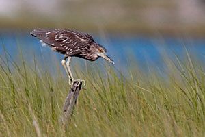 Black-crowned Night-Heron juvenile