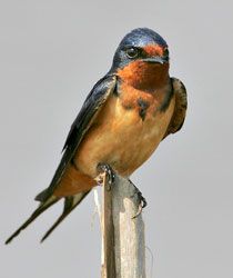 Barn Swallow