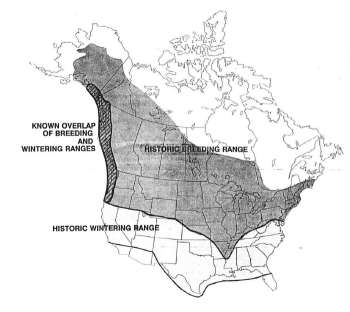 Trumpeter Swans once nested across most of northern North America