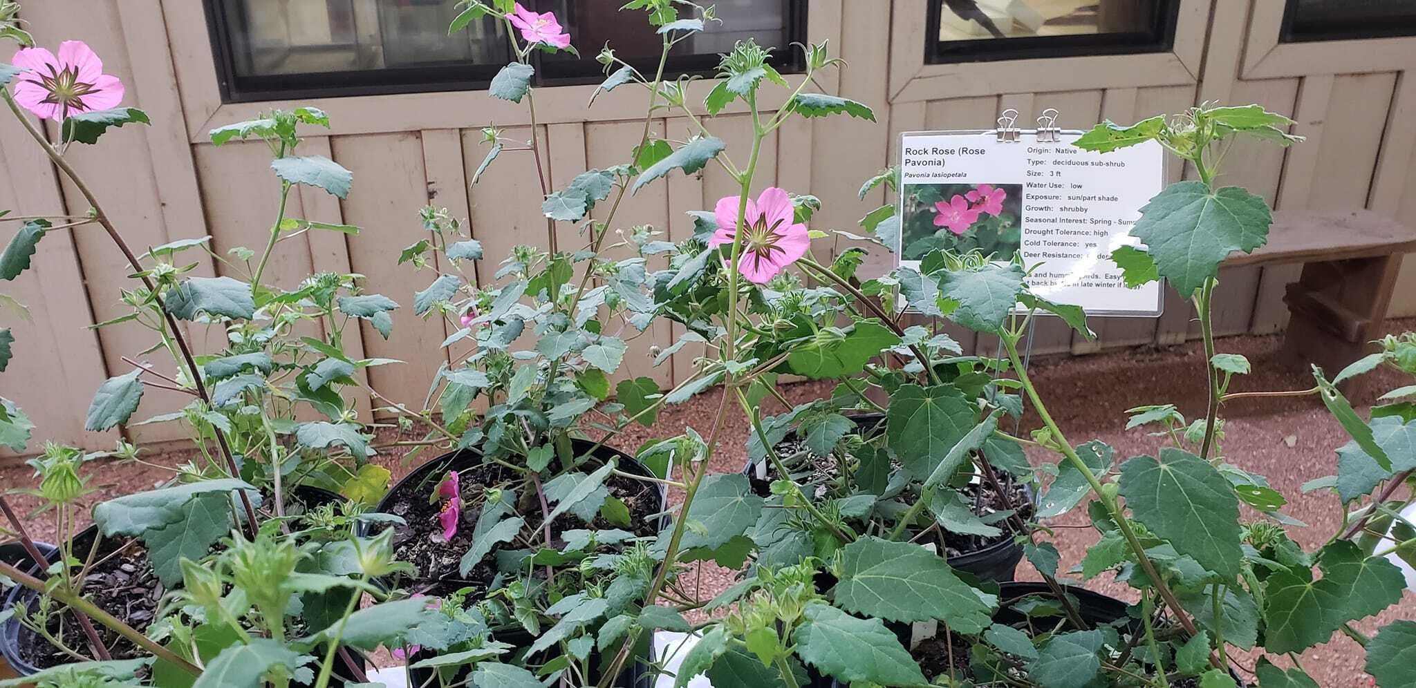 native plants, sale, gardening, fundraiser, kerrville, environment