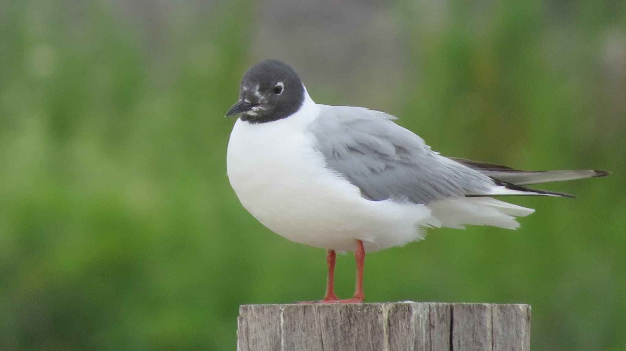 Bonaparte’s Gull