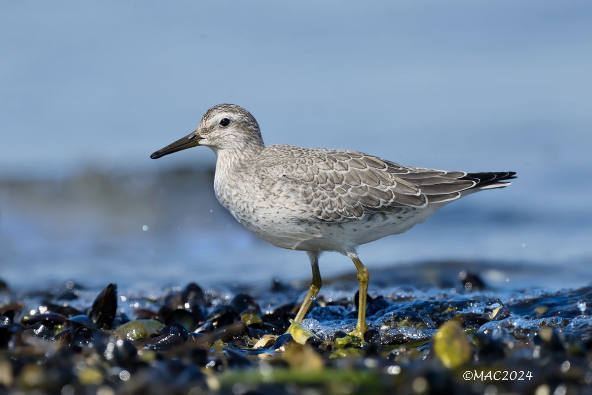 Red Knot by Mary Ann Cofrin