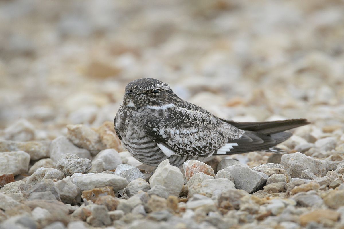 Common Nighthawk