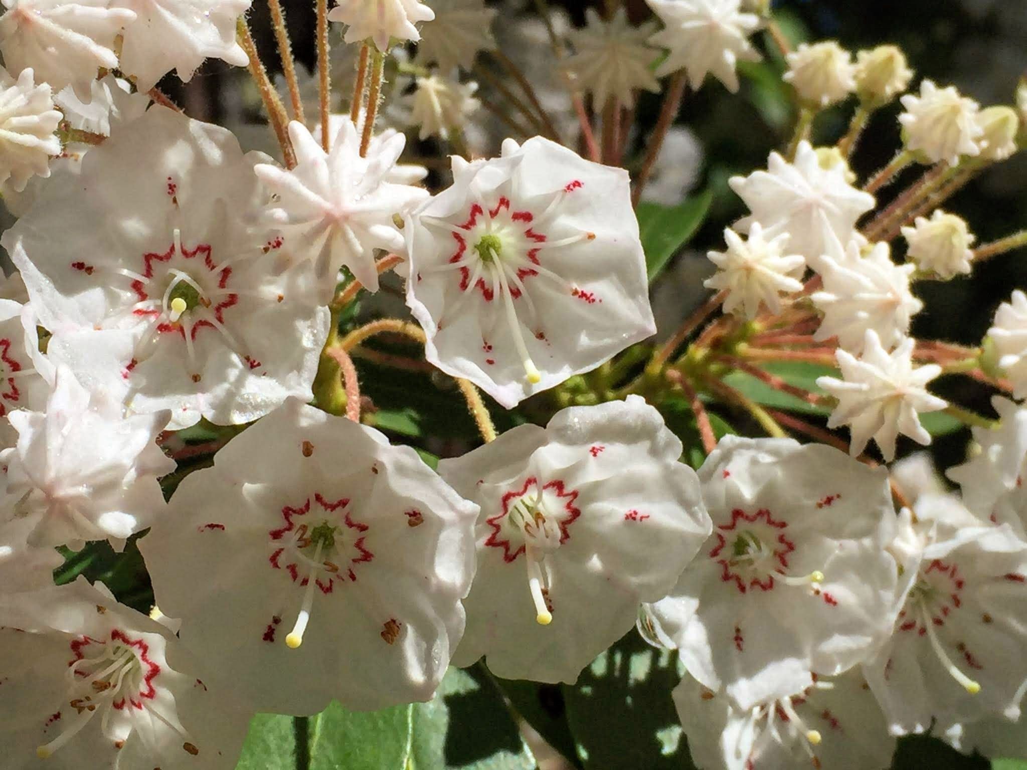 Mountain Laurel