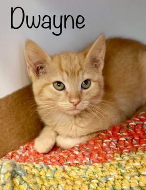 DWAYNE