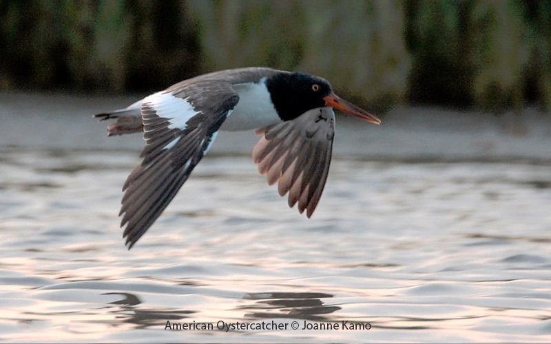 American Oystercatcher