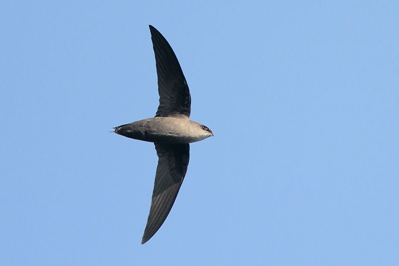 Chimney Swift