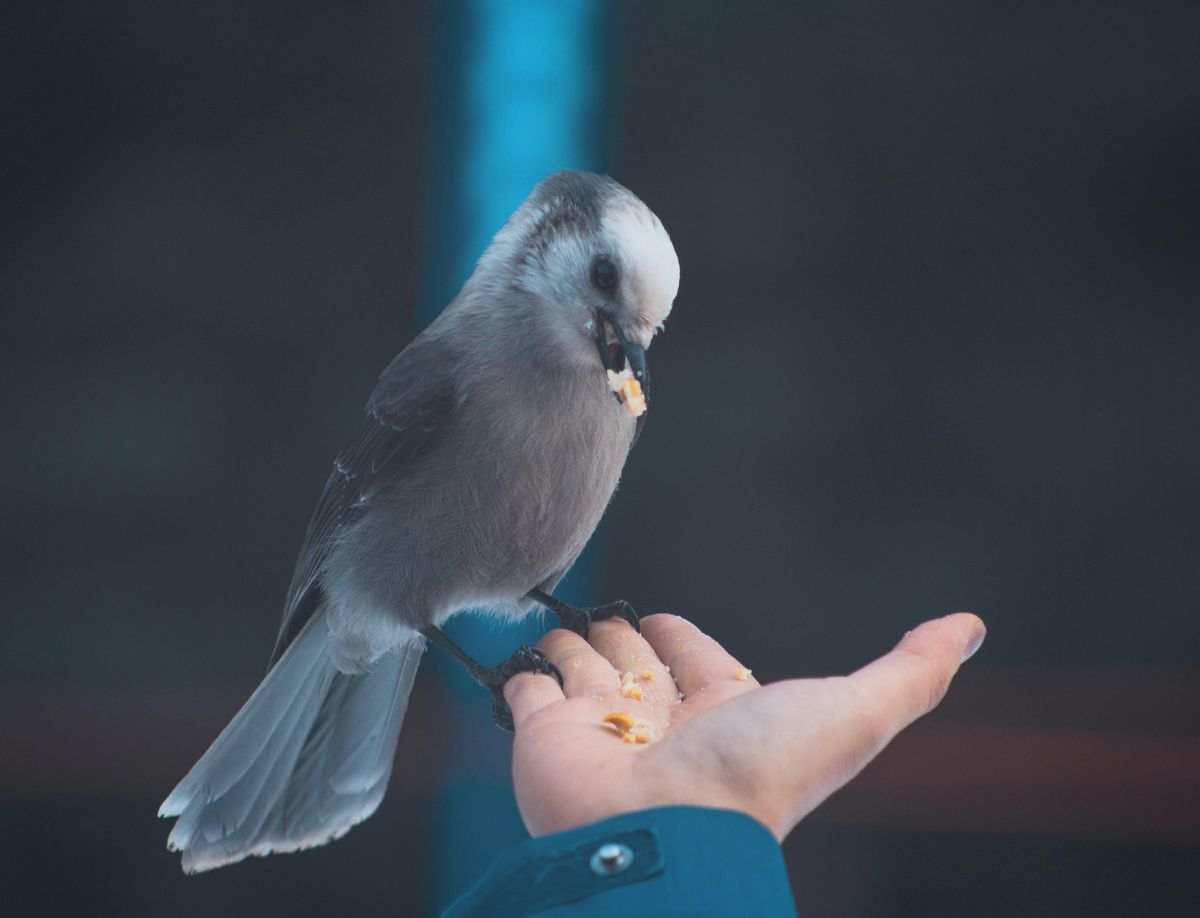 How To Rescue : Found a Bird? : Wild Bird Rescue & Rehab
