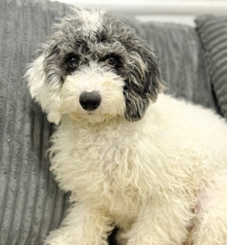 Carmen - ADOPTION PENDING