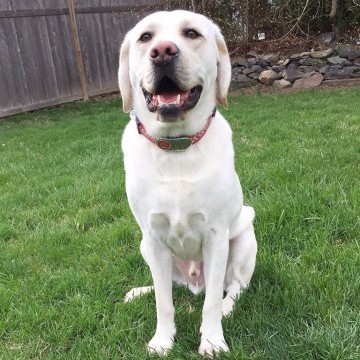Yogi