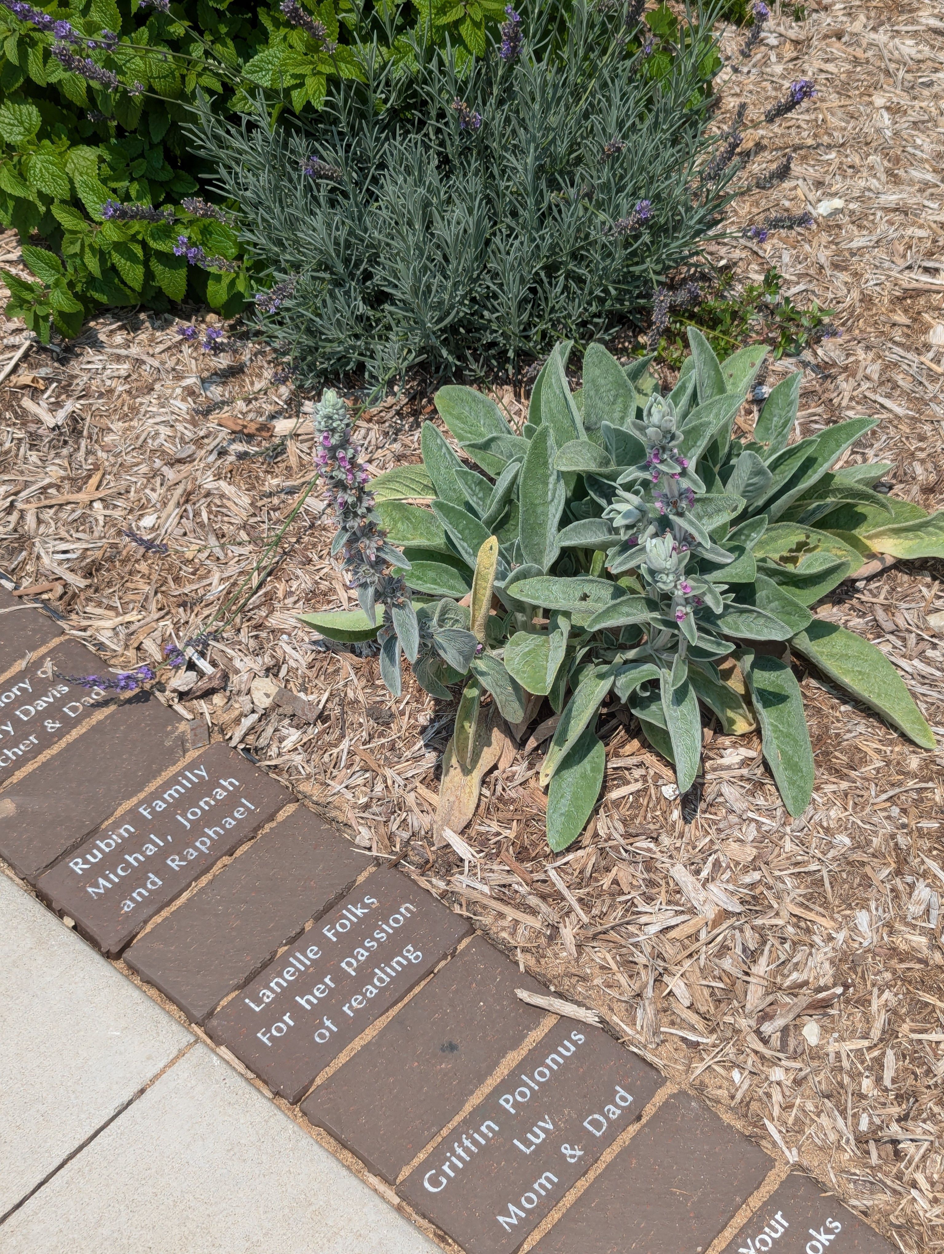 legacy pavers surrounding sensory garden