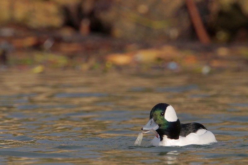 Bufflehead