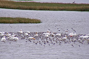 Bolivar Flats Bird Cam