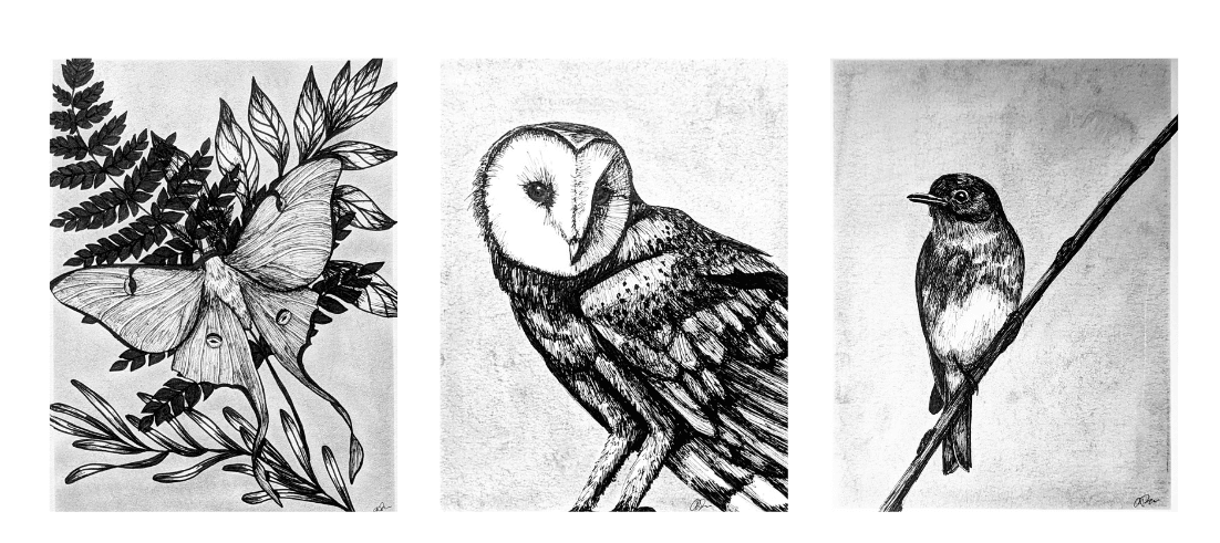 Olivia Dodge: Sketches of New England Wildlife