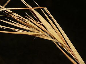 Bushy Bluestem