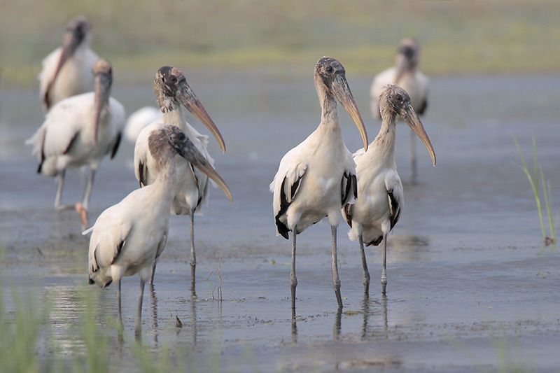 Wood Storks