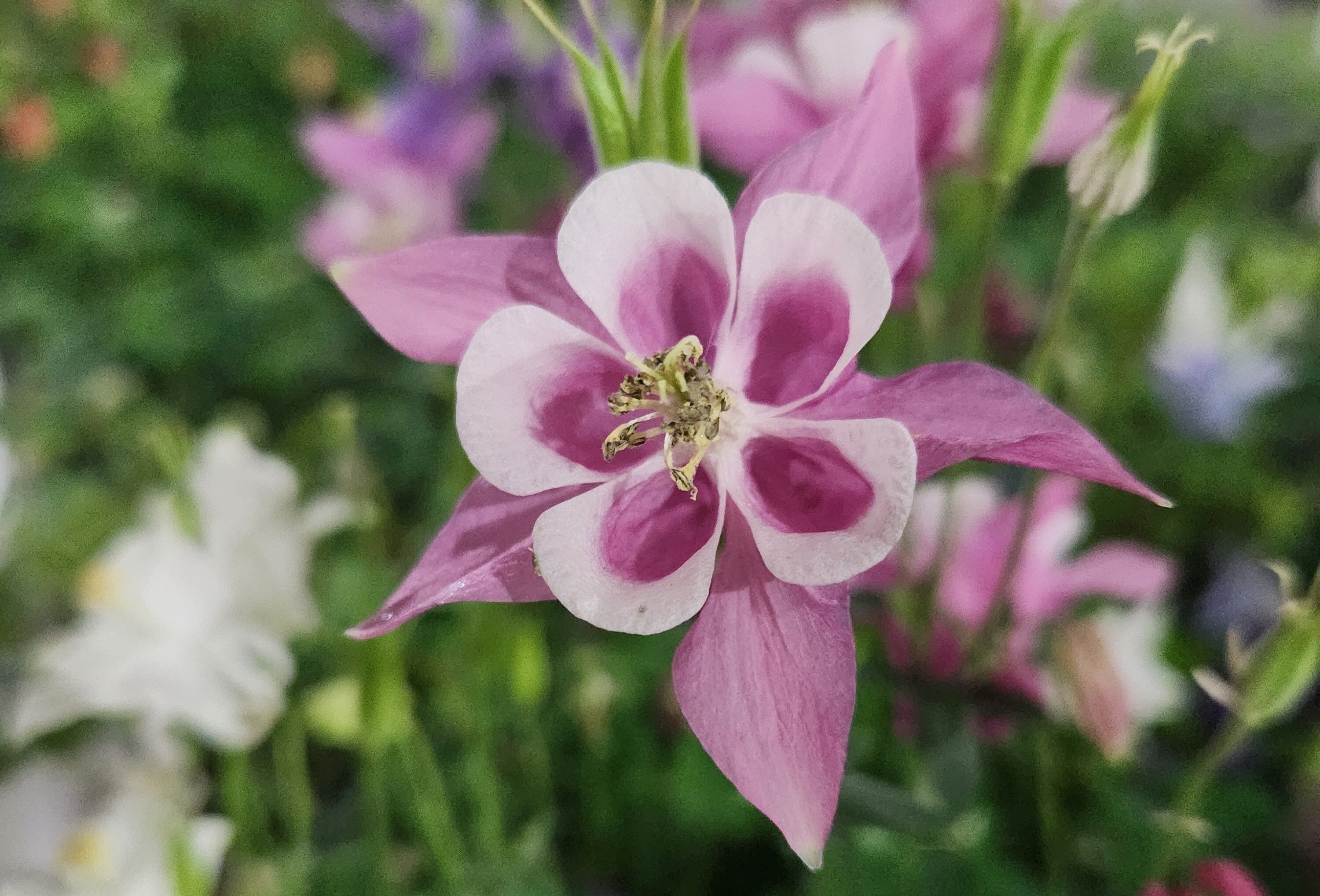 Be a Sponsor of Spring Affair