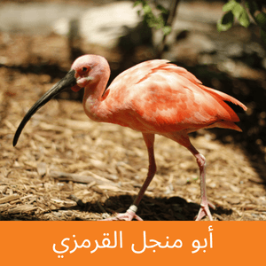 Scarlet ibis