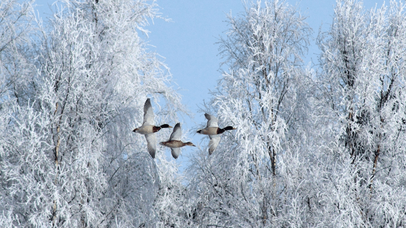 Winter Bird Survey