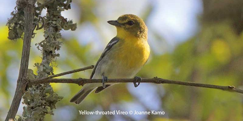 Yellow-throated Vireo