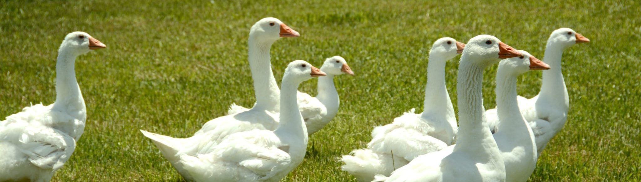 Group of white geese.