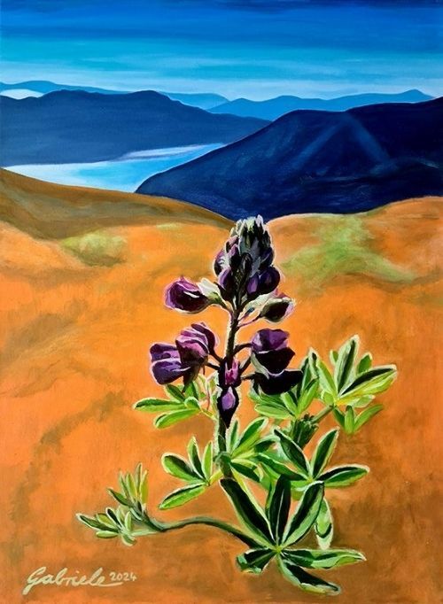 Spring Lupine