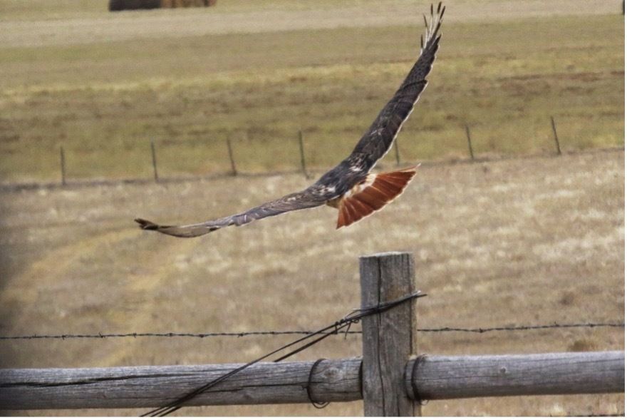 Red-tailed Hawk in flight with red tail visible and wings spread