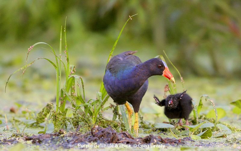 Purple Gallinule