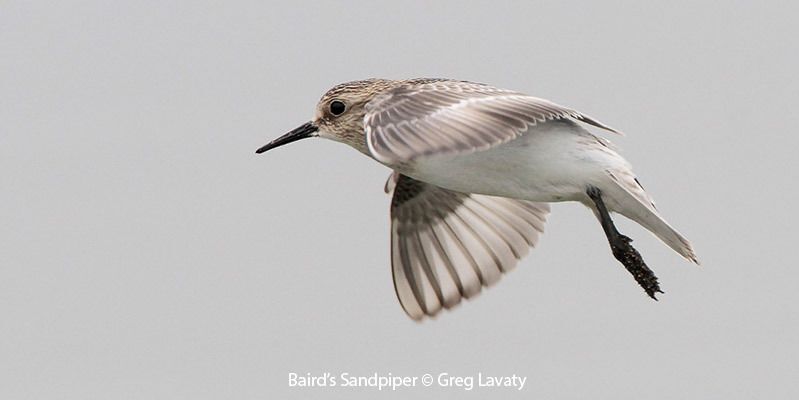 Baird's Sandpiper