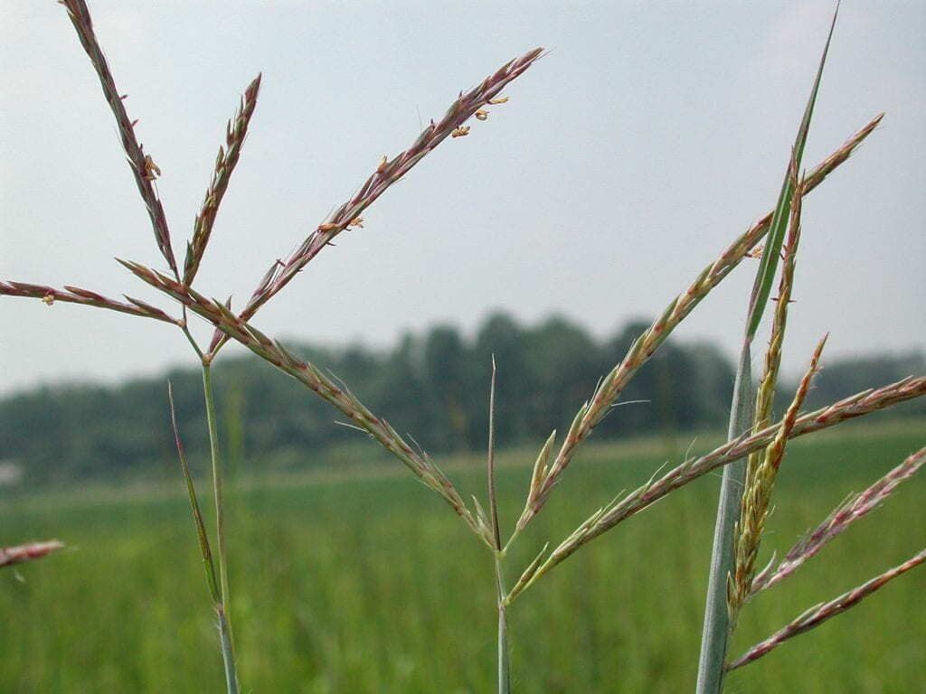 Planting Warm Season Native Grasses in Ohio: Better Soil, Better Habitat, Better Herds
