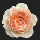 peach rose