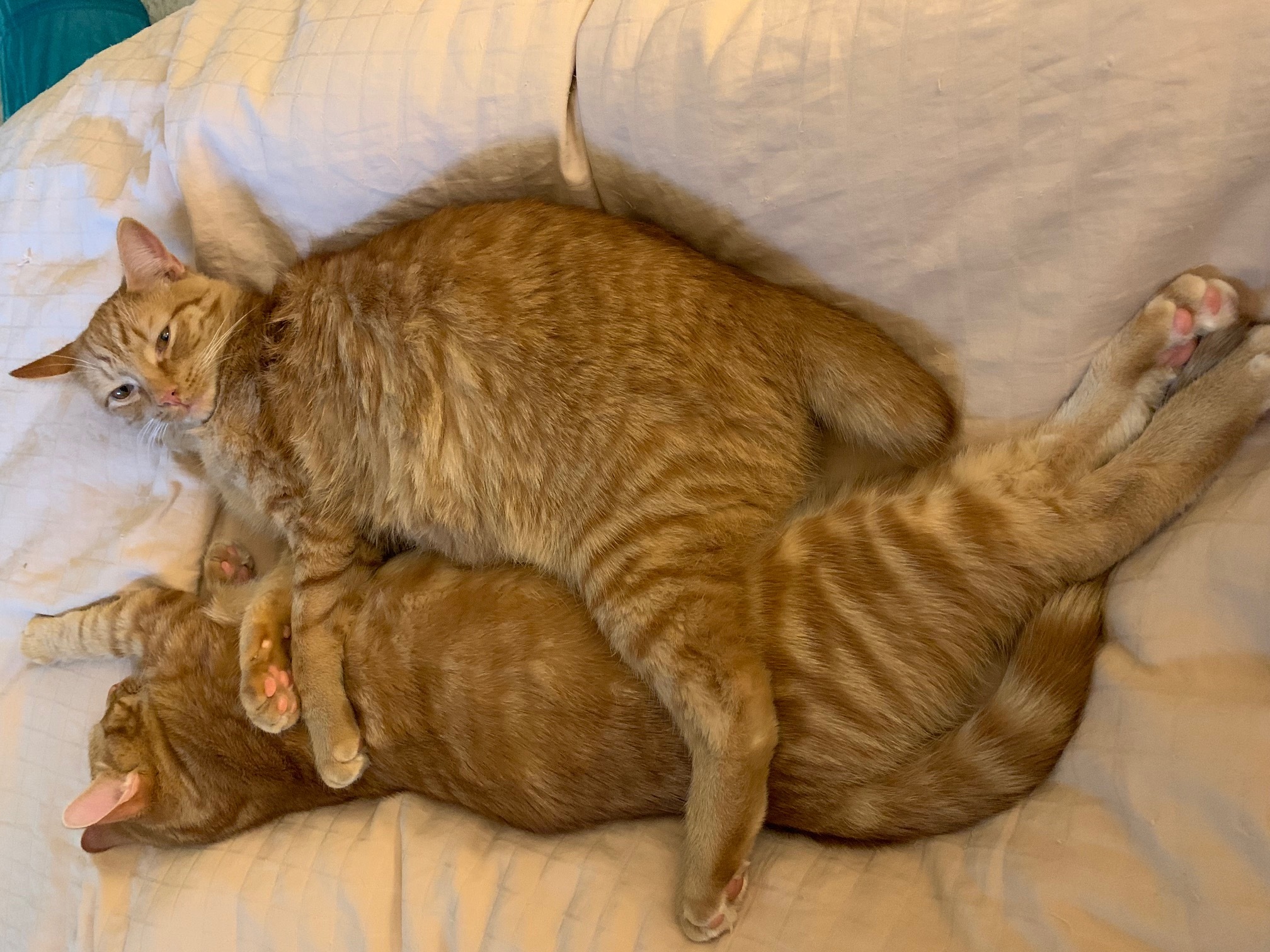 Oscar and Olivia - ADOPTION PENDING