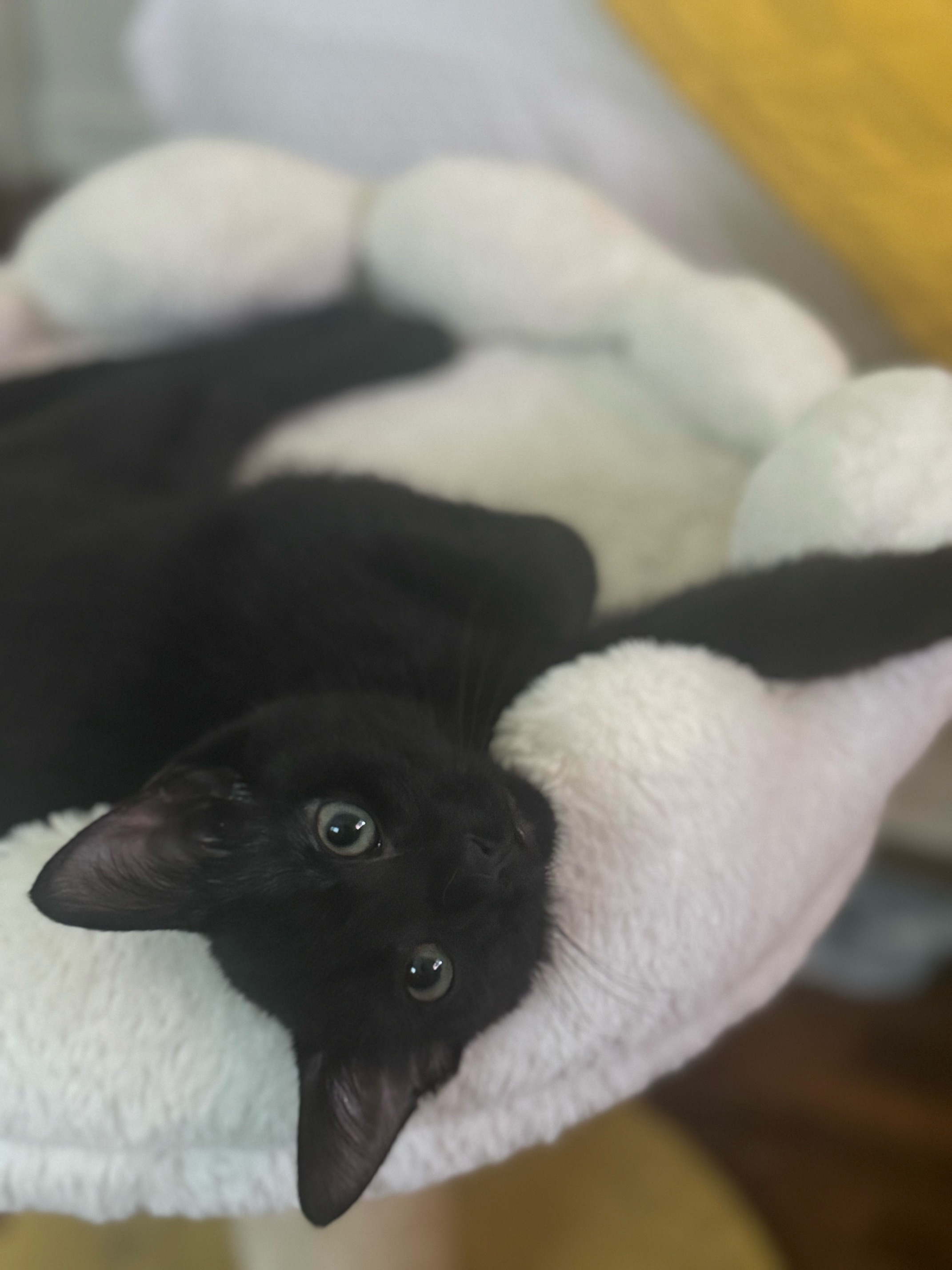 Jimmy - Adoption Pending