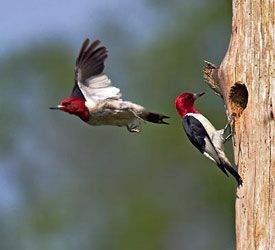 Beak of the Week: Red-headed Woodpecker