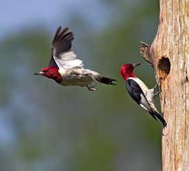 Red-headed Woodpecker