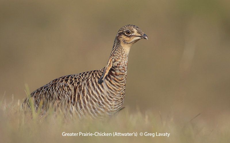 Attwater's Prairie-Chicken