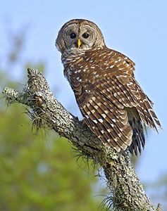 barred owl wingspan