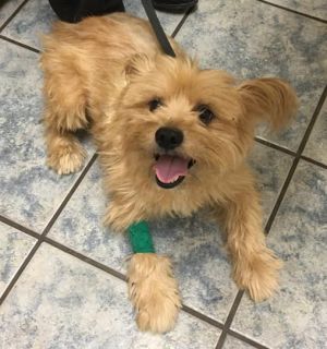Cody - ADOPTED