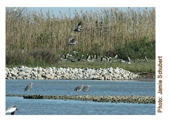 North Deer Island Birds